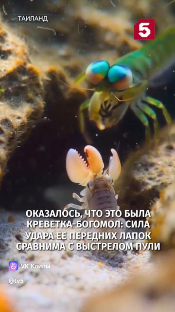 Нога