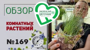 Распаковка растений на скорость: альбука, фикусы, необычные пеперомии, традесканции, папоротники 169