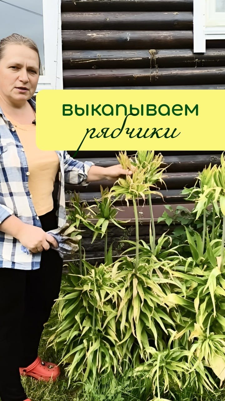 Выкапываем РЯБЧИКИ смотреть онлайн
