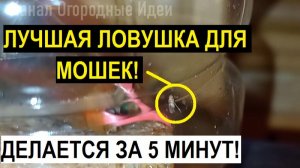 КАК ИЗБАВИТЬСЯ ОТ МОШЕК ДРОЗОФИЛОВ - ЛУЧШАЯ ЛОВУШКА!