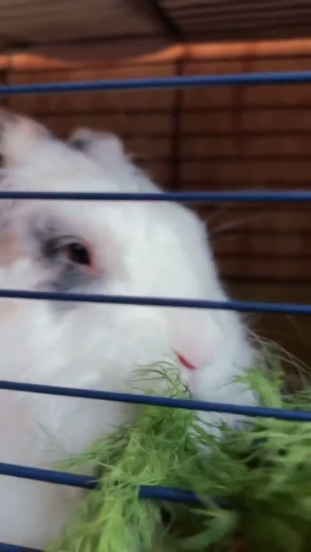 Ом-ном-ном