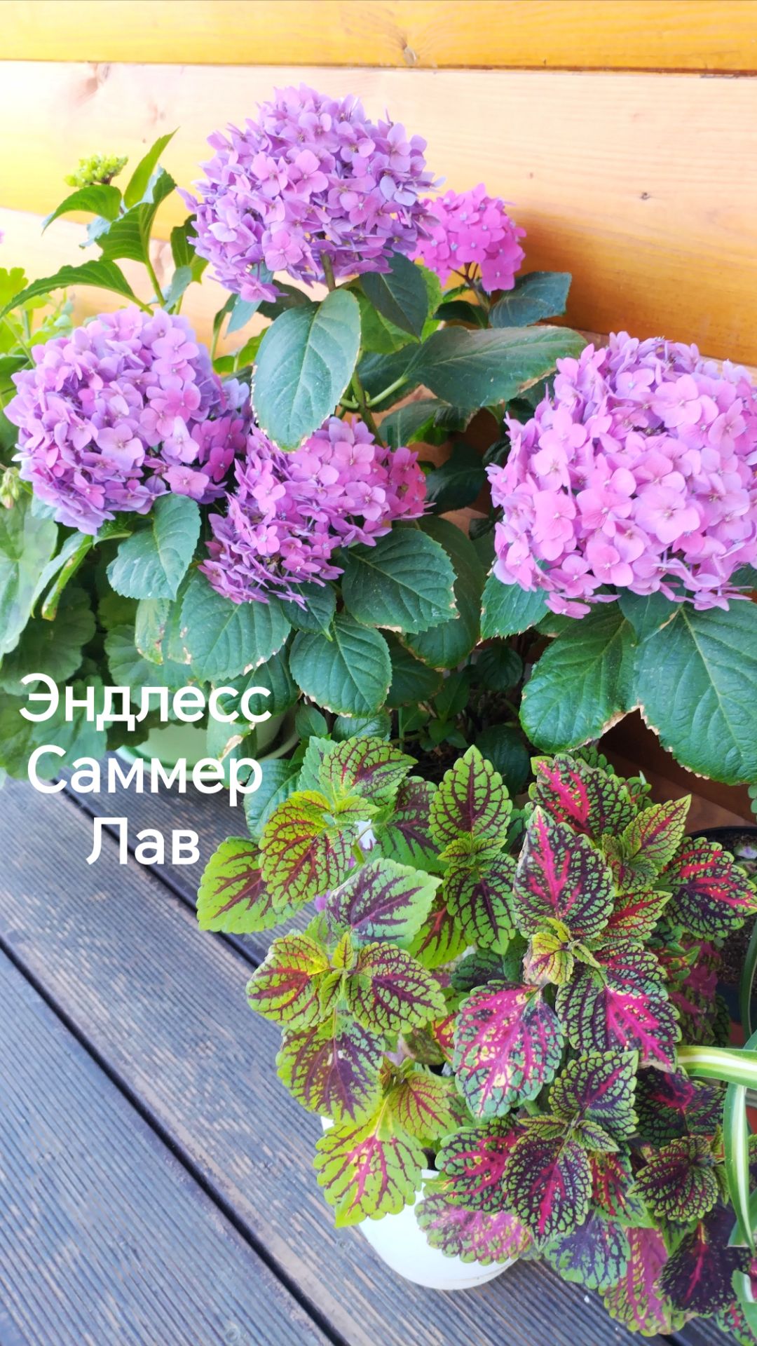 Крупнолистная гортензия в кашпо Эндлесс Саммер Лав (Endless Sammer Love)