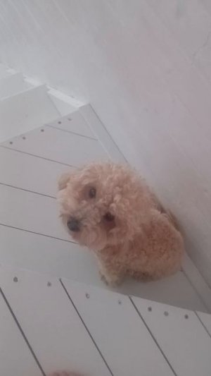 Моя собака
