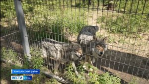 11:30 ВЕСТИ САХА 22/06/26 НА РУССКОМ ЯЗЫКЕ