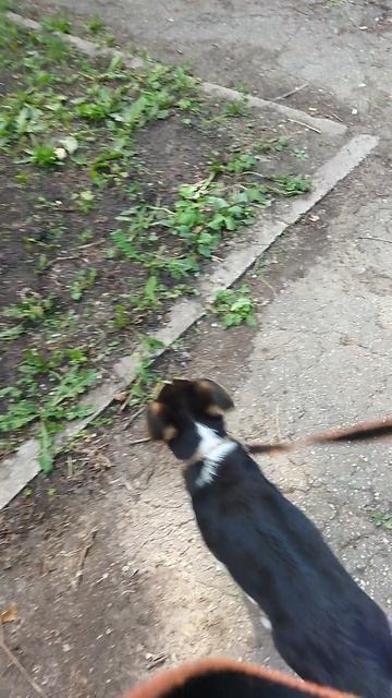Такую собаку смесь Хаски с овчаркой в городе заводить напряжно. Ему нужна больше свободы.