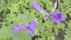 48154.mp4