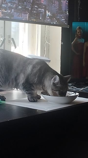 "КОШКИН ДВИЖ" Мила ничего не стесняется,может и посадку помыть))