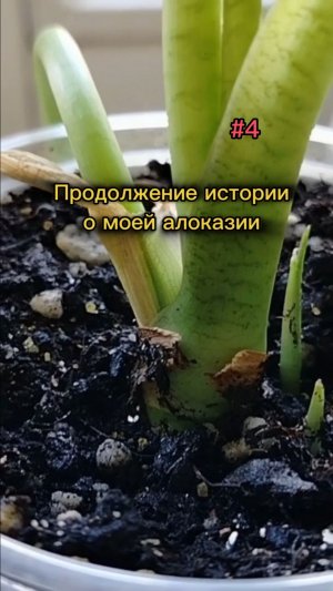#4 Продолжение истории о моей алоказии 🌿  #алоказия#растения#alocasia#plants