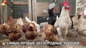 Цыплята и Курочки селяночки лучшие беспородные несушки 🥚 (489)