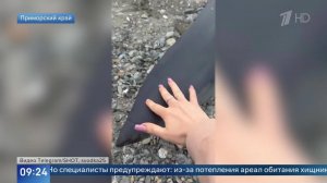 Акулу поймали у берегов Владивостока: видео.