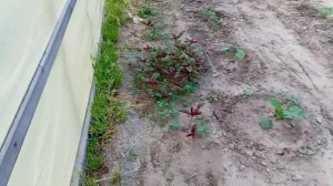 Мой огородик🥒🫜🥕😄🙃