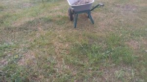 22.06.2026 Еще один уголок участка, который я не показывала + «дерево» под петунии.