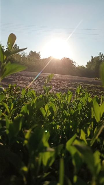 красата природы