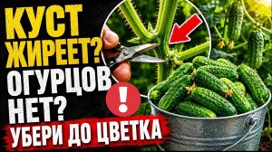 Огурцы не будут расти, если сделать это при первой подкормке!