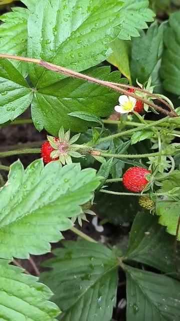 🍓Клубника и земляника: первый урожай🍓