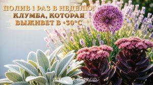 🚿 Полив 1 раз в неделю! Клумба, которая выживет в +30°C 🌵✨