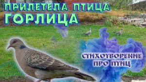 ПРИЛЕТЕЛА «ГОРЛИЦА»