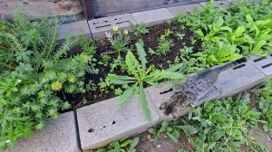Подвал Пердуна_С утра вонь у кошек_не жрут кошаки каменные пирожки_сдохла клубника у рукожопа_