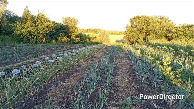 Пересеяла горох / Всё растёт. смотреть онлайн