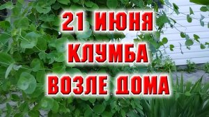21 июня. Привела в порядок клумбу около дома после урагана.