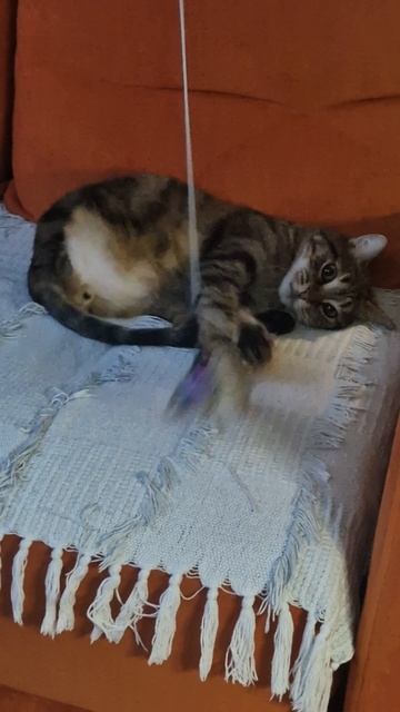 Кото-гипноз смотреть онлайн