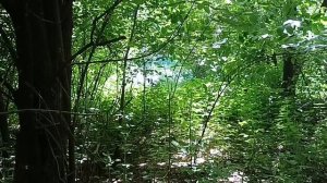 Аист на крыше/первый раз на Оку