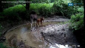 Лосиное семейство попало в объектив камеры в калужском заповеднике
