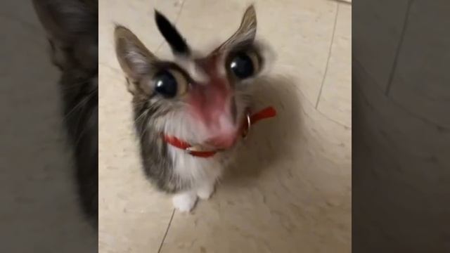 The cat meows very cute, but it's so funny to me 🐈☺️ смотреть онлайн