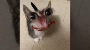 The cat meows very cute, but
 it's so funny to me 🐈☺️