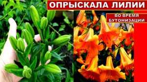 Опрыскиваю Лилии перед цветением! Микроэлементы для ярких цветов и долгого цветения