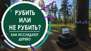 Рубить или не рубить дерево? Методы инструментальной диагностики деревьев на лесном участке