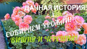 ДАЧНАЯ ИСТОРИЯ! СОБИРАЕМ УРОЖАЙ! ВИШНЯ ,🍒 ЧЕРЕШНЯ 🍒МАЛИНА