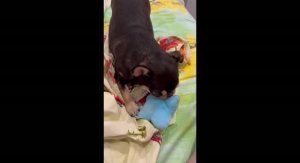 У Зайкина сестра в Челябинске и прислала видео приветик.