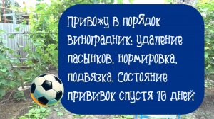 Привожу в порядок виноградник: удаление пасынков и холостых побегов, подвязка. Состояние прививок