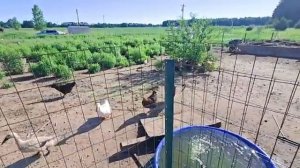 Сельчанка в Америке УТРО СЕЛЬЧАНКИ ФЕРМА ЛЕС ПРОГУЛКА
