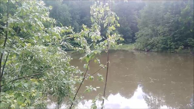 ✔🐟За карасём🎣 на лесное болото💧✔