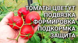 Цветут ТОМАТЫ, а плодов нет? Прямо сейчас: подвязка, формировка, подкормка, защита от болезней