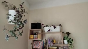 Цветы/Кошки/Сквер Каберова