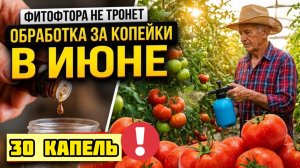 ФИТОФТОРА уничтожает томаты за неделю! Срочно сделайте это в ИЮНЕ, пока не поздно!