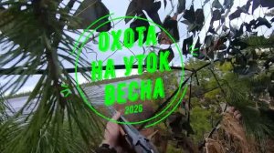 Охота на уток. Весна 2026.