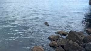 Ялта. Галерея художников на Пушкинском бульваре. Набережная им.Ленина. 12.06.2026. Крым. Crimea.