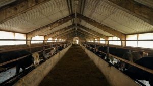 Фермер-оленевод спас советский колхоз! | Агротуризм, жизнь в деревне и СВОЯ ЕДА
