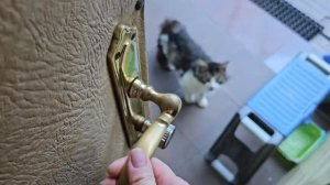 🔥Енотик пришёл за добычей, боится Пирата 🐈⬛