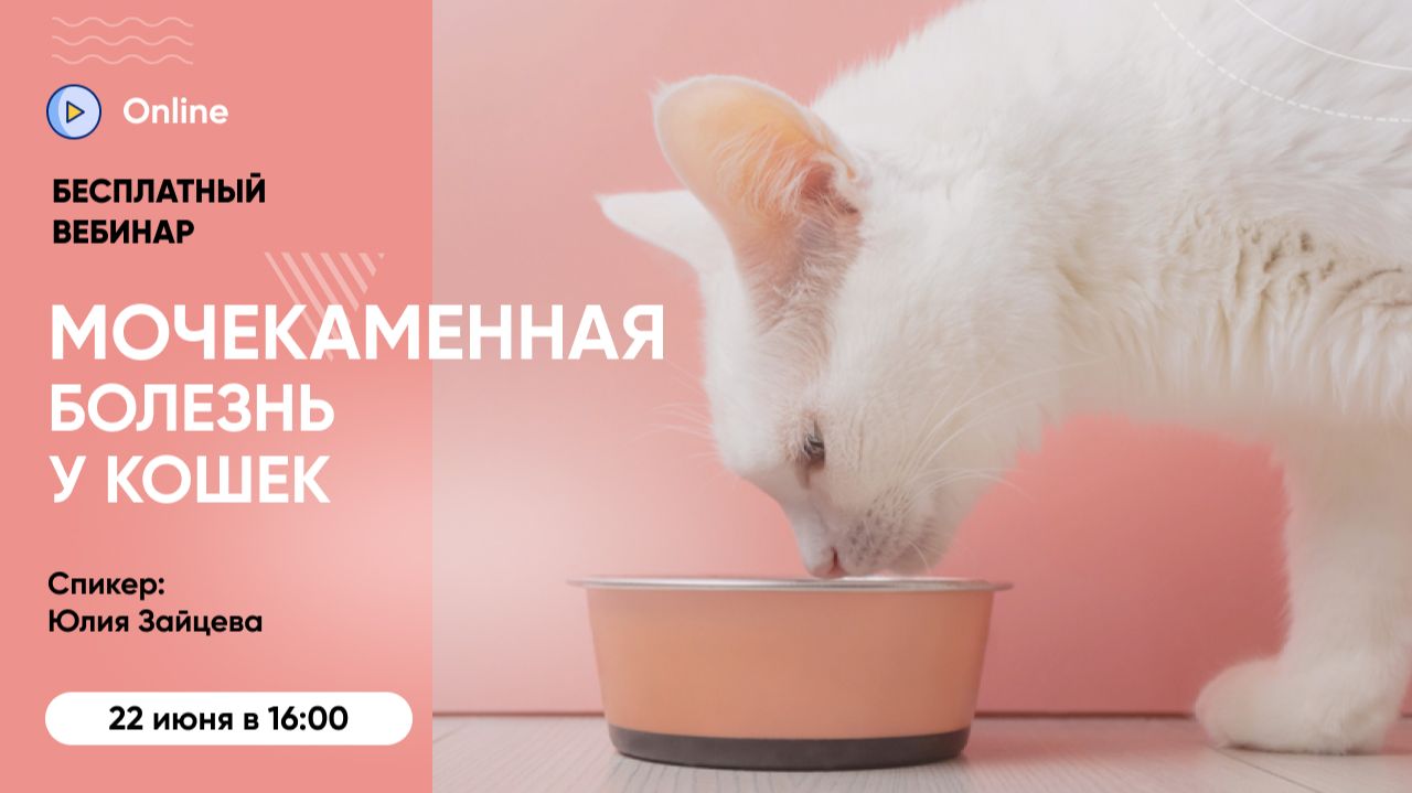 Бесплатный вебинар «Мочекаменная болезнь у кошек: как заметить, остановить и не допустить повторно» смотреть онлайн