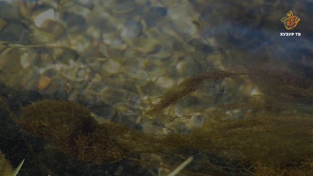 Какую роль играет карась в экосистеме водоема? | Чудеса сотворения. Подводный мир