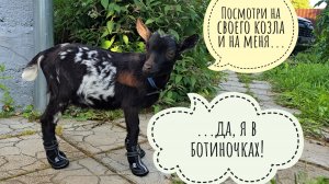 Козёл в сапогах! Кошка Морошка троллит петушка фазана