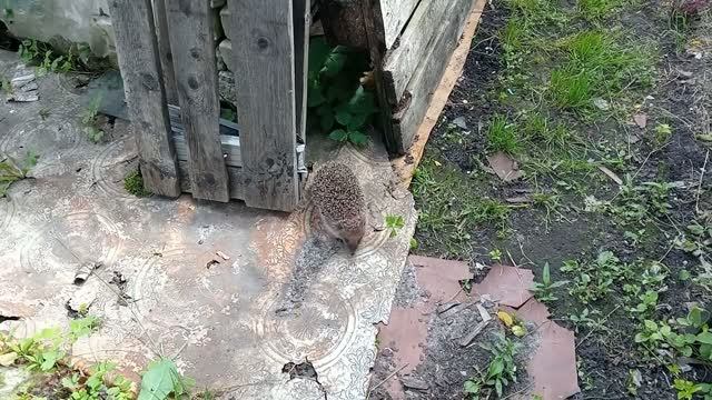 ВОТ ТАКОЙ ГОСТЬ БЫЛ У НАС НА ДАЧЕ