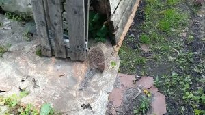 ВОТ ТАКОЙ ГОСТЬ БЫЛ У НАС НА ДАЧЕ