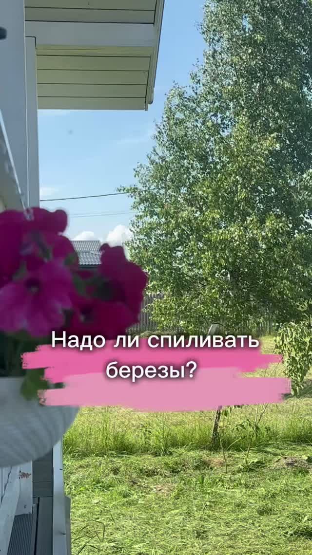 А надо ли спиливать березы?