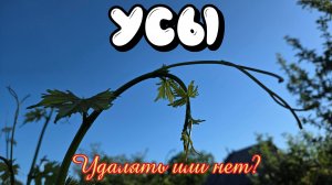 ВИНОГРАДНЫЕ УСЫ. Удалять или нет?